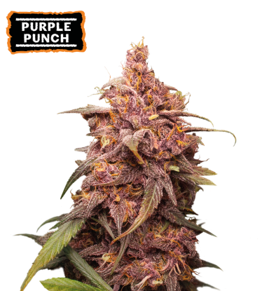 🪴 Purple Punch | Graines de cannabis Féminisées | Achetez sur Seedstockers.fr 🐿️