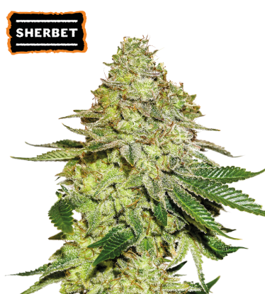 🪴 Sherbet | Graines de cannabis Féminisées | Achetez sur Seedstockers.fr 🐿️