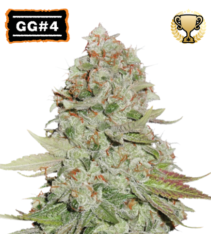 GG4© Fem