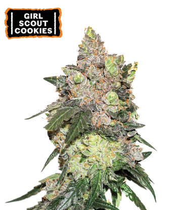 🪴 Girl Scout Cookies | Graines de cannabis Féminisées | Achetez sur Seedstockers.fr 🐿️