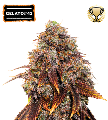 🪴 Gelato 41 | Graines de cannabis Féminisées | Achetez sur Seedstockers.fr 🐿️