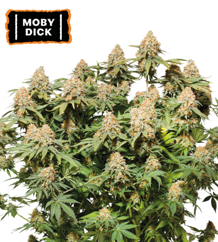 Moby Dick Fem