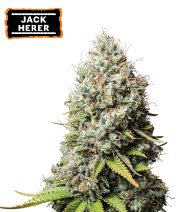 🪴 Jack Herer | Graines de cannabis Féminisées | Achetez sur Seedstockers.fr 🐿️