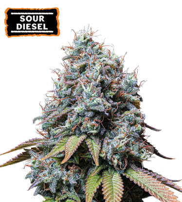 🪴 Sour Diesel | Graines de cannabis Féminisées | Achetez sur Seedstockers.fr 🐿️