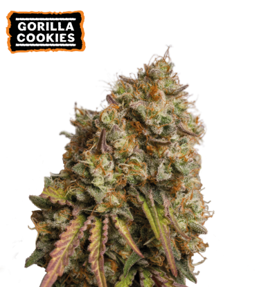 🪴 Gorilla Cookies | Graines de cannabis Féminisées | Achetez sur Seedstockers.fr 🐿️