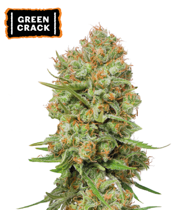 🪴 Green Crack | Graines de cannabis Féminisées | Achetez sur Seedstockers.fr 🐿️
