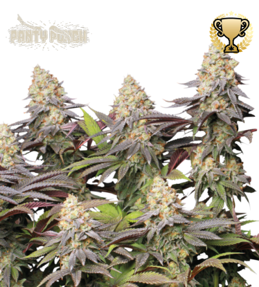🪴 Panty Punch© | Graines de cannabis Féminisées | Achetez sur Seedstockers.fr 🐿️