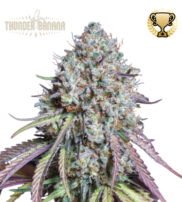 🪴 Thunder Banana© | Graines de cannabis Féminisées | Achetez sur Seedstockers.fr 🐿️