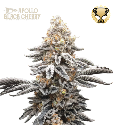 🪴 Apollo Black Cherry© | Graines de cannabis Féminisées | Achetez sur Seedstockers.fr 🐿️