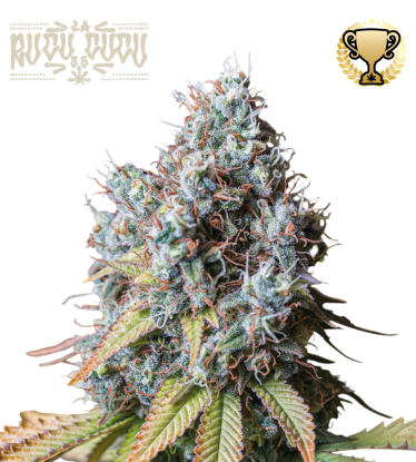 🪴 Rucu Cucu OG© | Graines de cannabis Féminisées | Achetez sur Seedstockers.fr 🐿️
