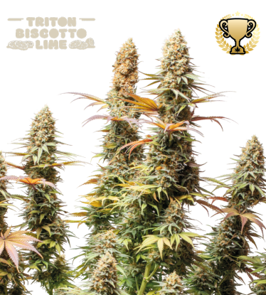 🪴 Triton Biscotto Lime© | Graines de cannabis Féminisées | Achetez sur Seedstockers.fr 🐿️