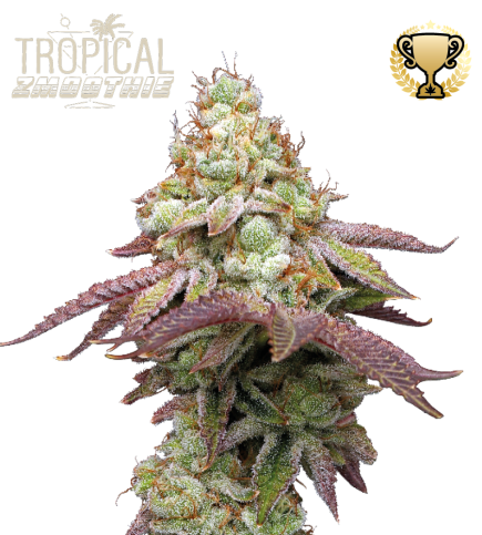 Tropical Zmoothie© Fem