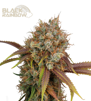 🪴 Black Rainbow© | Graines de cannabis Féminisées | Achetez sur Seedstockers.fr 🐿️