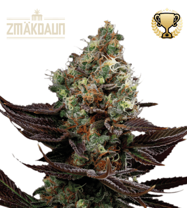 🪴 Big Yeti© | Graines de cannabis Féminisées outdoor | Achetez sur Seedstockers.fr 🐿️
