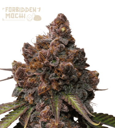 🪴 Forbidden Mochi© | Graines de cannabis Féminisées | Achetez sur Seedstockers.fr 🐿️
