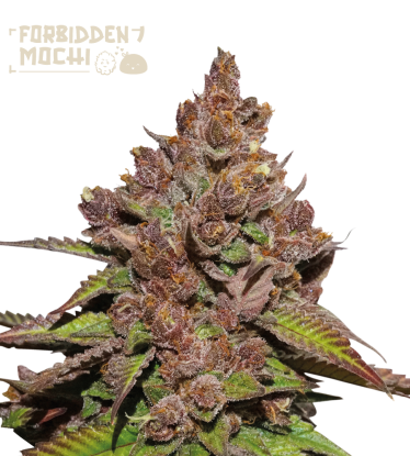 🪴 Forbidden Mochi© Fast | Graines de cannabis Féminisées | Achetez sur Seedstockers.fr 🐿️