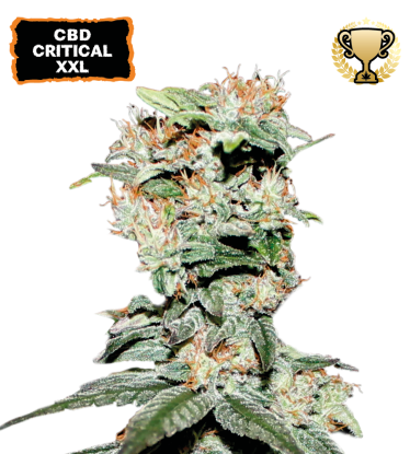 🪴 CBD Critical XXL© | Graines de cannabis Féminisées | Achetez sur Seedstockers.fr 🐿️