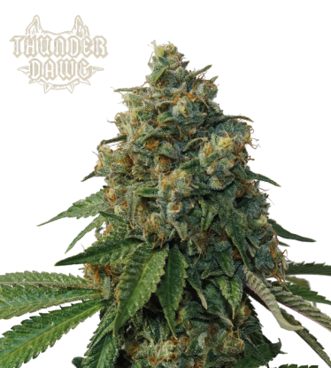 🪴 Thunder Dawg© | Graines régulières de cannabis | Achetez sur Seedstockers.fr 🐿️