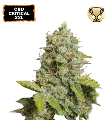 🪴 CBD Critical XXL© | Graines Cannabis Autofloraison | Achetez sur Seedstockers.fr 🐿️