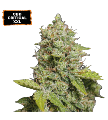 🪴 CBD Critical XXL© | Graines Cannabis Autofloraison | Achetez sur Seedstockers.fr 🐿️