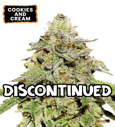 Cookies & Cream Graines de cannabis autofloraison