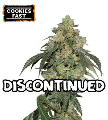🪴 Cookies Fast | Graines Féminisées Version Rapide | Acheter sur seedstockers.fr 🐿️