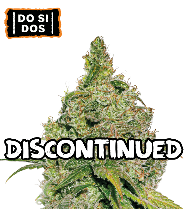 🪴 Do Si Dos | Graines de Cannabis Féminisées | Acheter sur seedstockers.fr 🐿️