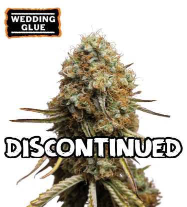 🪴 Wedding Glue | Graines de Cannabis Féminisées | Acheter sur seedstockers.fr 🐿️
