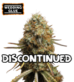 🪴 Wedding Glue | Graines de Cannabis Féminisées | Acheter sur seedstockers.fr 🐿️