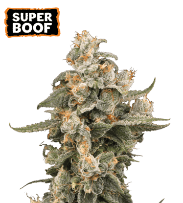 🪴 Super Boof | Graines de Cannabis Autofloraison | Acheter sur seedstockers.fr 🐿️