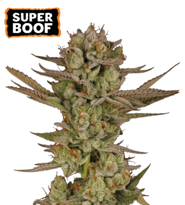 🪴 Super Boof | Graines de Cannabis Féminisées | Acheter sur seedstockers.fr 🐿️