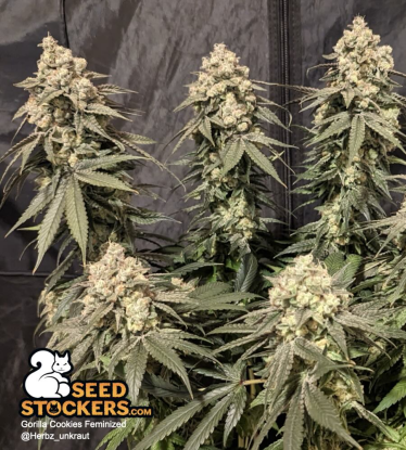 🪴 Gorilla Cookies | Graines de cannabis Féminisées | Achetez sur Seedstockers.fr 🐿️