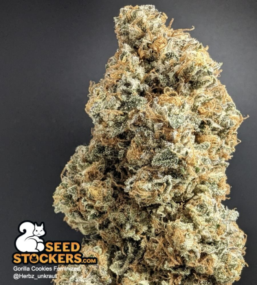 🪴 Gorilla Cookies | Graines de cannabis Féminisées | Achetez sur Seedstockers.fr 🐿️