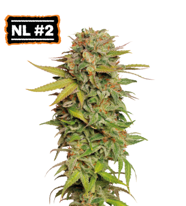 🪴 Northern Lights #2 | Graines régulières de cannabis | Achetez sur Seedstockers.fr 🐿️