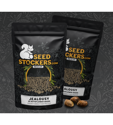 🪴 Jealousy Autofloraison | Graines de Cannabis Autofloraison | Shop chez Seedstockers.fr 🐿️