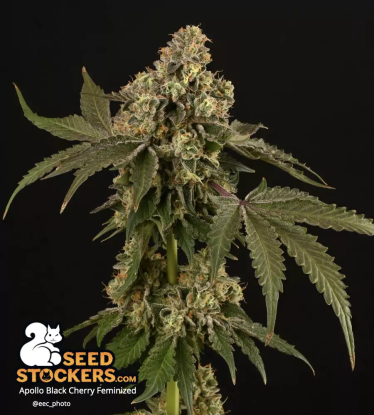 🪴 Apollo Black Cherry© | Graines de cannabis Féminisées | Achetez sur Seedstockers.fr 🐿️