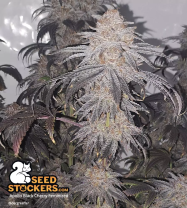 🪴 Apollo Black Cherry© | Graines de cannabis Féminisées | Achetez sur Seedstockers.fr 🐿️