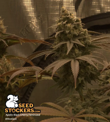 🪴 Apollo Black Cherry© | Graines de cannabis Féminisées | Achetez sur Seedstockers.fr 🐿️
