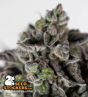 🪴 Apollo Black Cherry© | Graines Cannabis Autofloraison | Achetez sur Seedstockers.fr 🐿️