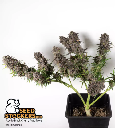 🪴 Apollo Black Cherry© | Graines Cannabis Autofloraison | Achetez sur Seedstockers.fr 🐿️