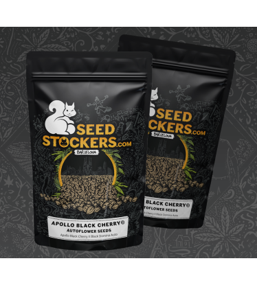 🪴 Apollo Black Cherry© | Graines Cannabis Autofloraison | Achetez sur Seedstockers.fr 🐿️