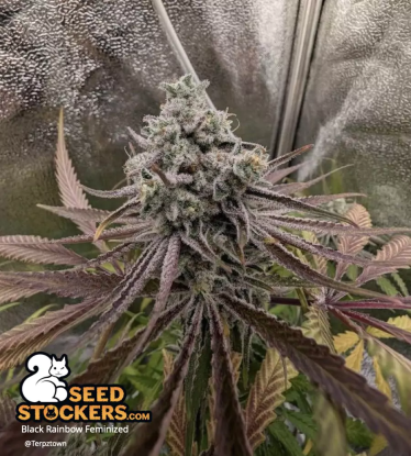 🪴 Black Rainbow© | Graines de cannabis Féminisées | Achetez sur Seedstockers.fr 🐿️