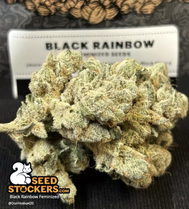 🪴 Black Rainbow© | Graines de cannabis Féminisées | Achetez sur Seedstockers.fr 🐿️