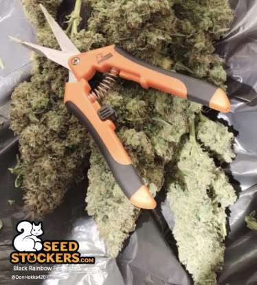 🪴 Black Rainbow© | Graines de cannabis Féminisées | Achetez sur Seedstockers.fr 🐿️