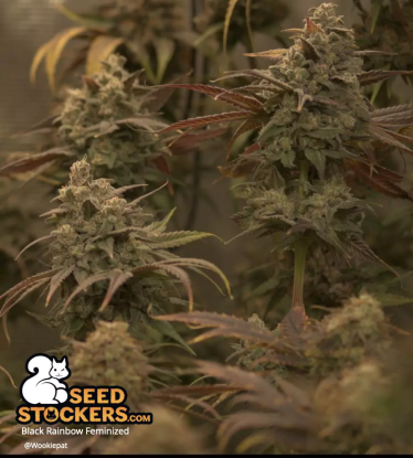 🪴 Black Rainbow© | Graines de cannabis Féminisées | Achetez sur Seedstockers.fr 🐿️