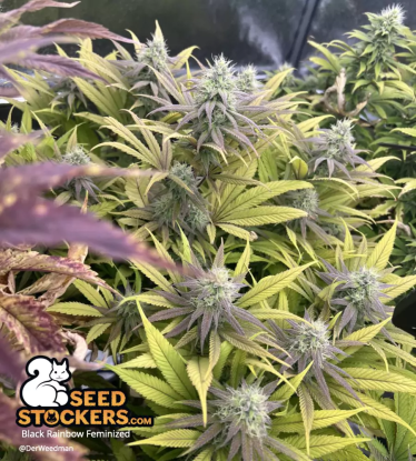 🪴 Black Rainbow© | Graines de cannabis Féminisées | Achetez sur Seedstockers.fr 🐿️