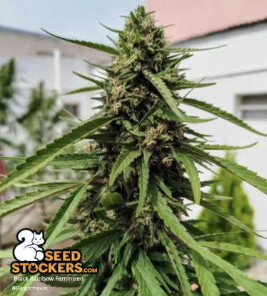 🪴 Black Rainbow© | Graines de cannabis Féminisées | Achetez sur Seedstockers.fr 🐿️
