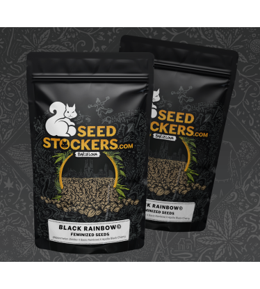 🪴 Black Rainbow© | Graines de cannabis Féminisées | Achetez sur Seedstockers.fr 🐿️