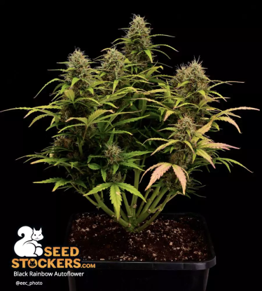 🪴 Black Rainbow© | Graines Cannabis Autofloraison | Achetez sur Seedstockers.fr 🐿️
