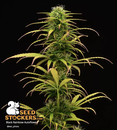 🪴 Black Rainbow© | Graines Cannabis Autofloraison | Achetez sur Seedstockers.fr 🐿️
